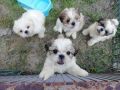 VENDO cuccioli shih-tz